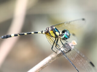 Close up of dragonfly, dragonfly perched on a tree branch