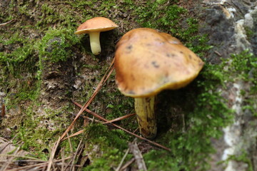 Wild Bolete Mushroom Macro on Pine Needles - Forest Floor Foraging
