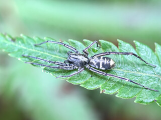 Fototapeta premium Close up of spider in green foliage, crab running spider (Philodromidae)
