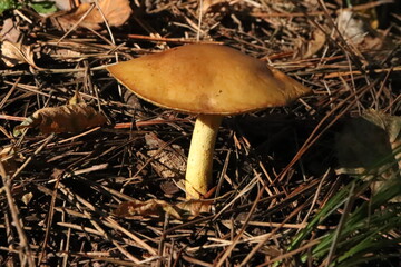Wild Bolete Mushroom Macro on Pine Needles - Forest Floor Foraging