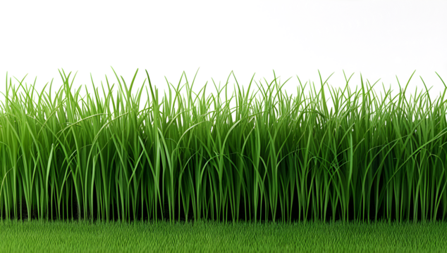 Fresh Green Grass Border Isolated on transparent Background