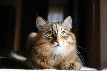 Close-up portrait of cute, fluffy cat. Portrait of tabby cat, intensive staring, confident. Looking up.  Beige white gray colors.