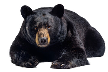 Fototapeta premium A black bear lying down on a transparent background, isolated on transparent background