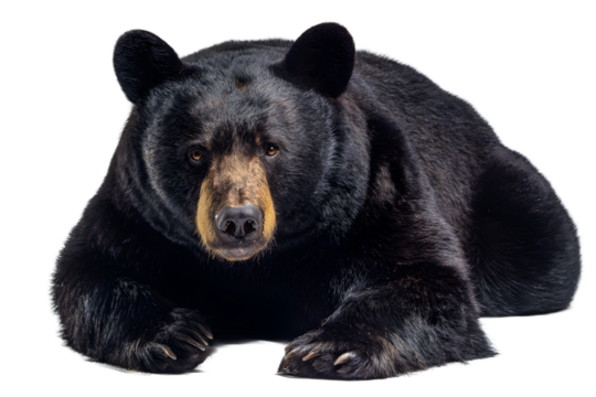 A black bear lying down on a transparent background, isolated on transparent background