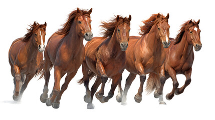Obraz premium A group of five brown horses with flowing manes running dynamically, isolated on transparent background