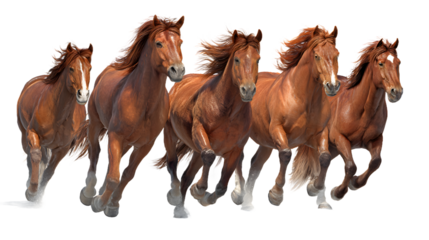 A group of five brown horses with flowing manes running dynamically, isolated on transparent background