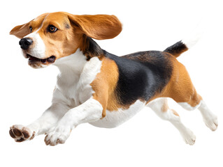 A beagle dog runs forward with its mouth open and ears flopping, isolated on transparent background
