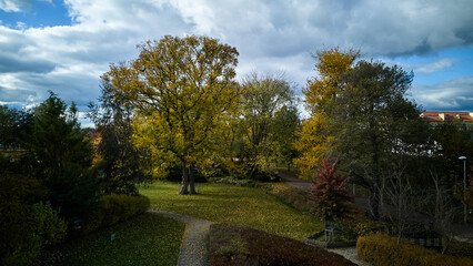 Fototapeta premium sunlit oak on winding path, bright sunlight highlights vibrant fall colors of oak tree on scenic