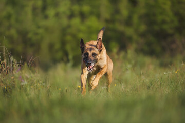Belgian Malinois slowly walks toward camera in green field with tongue slightly out.