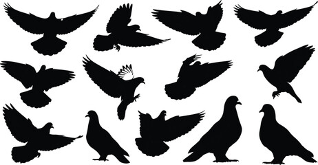 Pigeon bird silhouettes flying and standing, flock of doves in motion, perched and soaring poses, cad drawing flat vector illustration