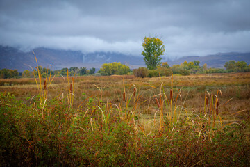 Obraz premium Fall Colors in Eastern Sierra, California, USA