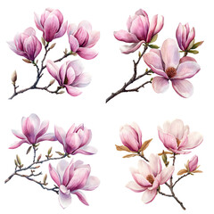 Obraz premium Watercolor magnolia flowers. Beautiful magnolia on a tree branch isolated on a transparent background