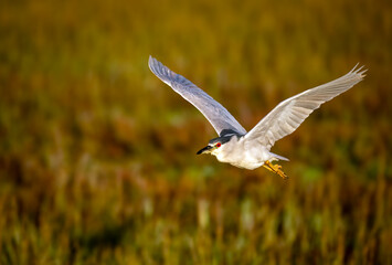 Black crowned night heron bird in flight up close with stunning red eyes in Bolsa Chica wetlands