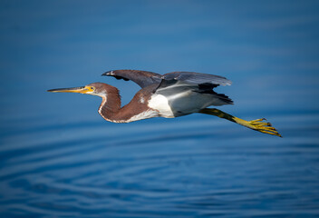 Stunning tricolored heron, a vagrant in Southern California, showing up close flight