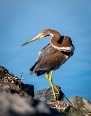 Tricolored heron on a rock and ocean background showing flexible long neck