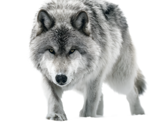 A closeup of a grey wolfs face as it walks in the snow, isolated on transparent background