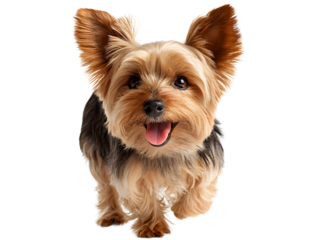A playful yorkshire terrier dog running forward with its tongue out, isolated on transparent background