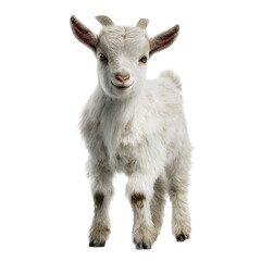 Fototapeta premium Adorable fluffy white baby goat with curious eyes and small horns stands looking forward