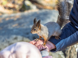 A squirrel in the spring or autumn eats nuts from a human hand. Eurasian red squirrel, Sciurus vulgaris