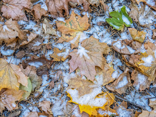 First snow on the green grass and fallen leaves in autumn. Yellow and green fallen leaves on the grass with snow.