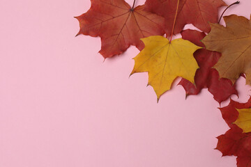 Pumpkins, acorns and fallen leaves on a pink background with space for design.

