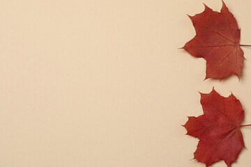 Pumpkins, acorns and fallen leaves on a beige background with space for design.
