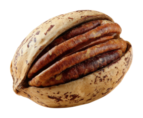 Pecan nut harvesting process farm food isolated on transparent background