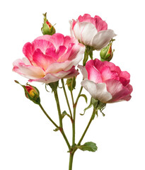 Obraz premium Beautiful pink roses blooming in nature floral freshness isolated on transparent background