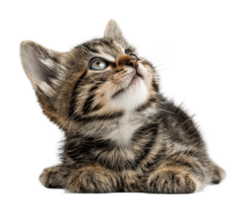 Curious kitten gazing upward cute isolated on transparent background