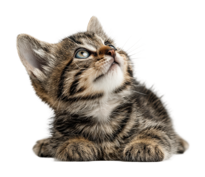 Curious kitten gazing upward cute isolated on transparent background