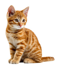 Obraz premium Playful orange tabby cat sitting in cute pet portraits isolated on transparent background