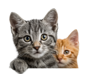 Playful kittens portrait home animal isolated on transparent background