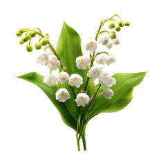 Delicate white lily bouquet floral nature isolated on transparent background