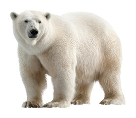 Polar bear standing majestically in arctic landscape wildlife isolated on transparent background