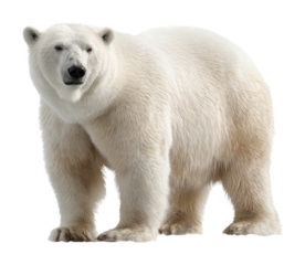 Polar bear standing majestically in arctic landscape wildlife isolated on transparent background