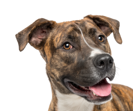 Playful dog portrait animal bright isolated on transparent background