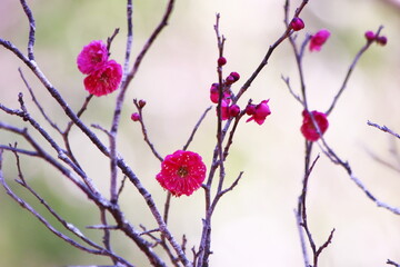 赤い梅の花