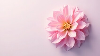 Delicate pink bloom with layered petals gently unfurling outward on a soft, uncluttered background canvas