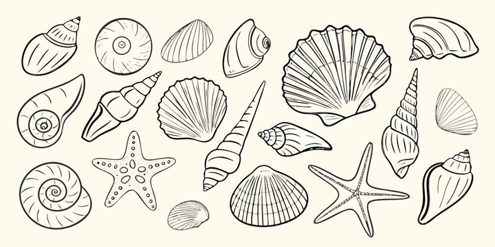 Collection of hand drawn line art seashells and starfish on a light background