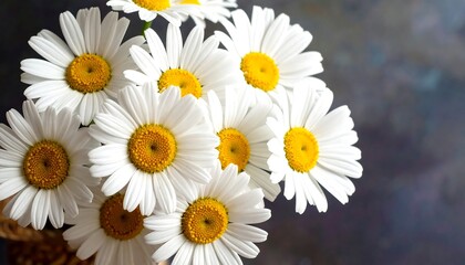 Fototapeta premium daisies on a white background