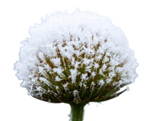Dandelion seed head covered in frost a delicate winter scene.