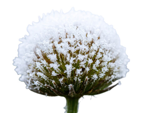 Dandelion seed head covered in frost a delicate winter scene.