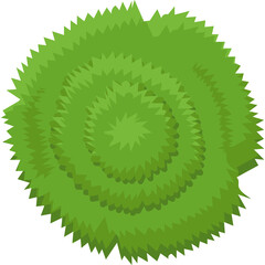 Top View of Lush Green Shrubbery with Concentric Rings of Foliage on Transparent Background Detailed Botanical Illustration