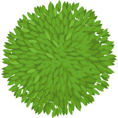Top View Round Green Tree Canopy With Detailed Leaves and Transparent Background Overhead Perspective
