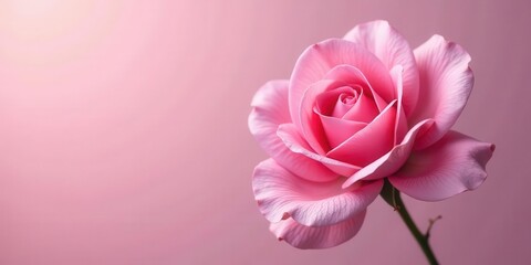 A single delicate pink rose unfolds its velvety petals against a soft, diffused gradient background of harmonious rosy hues, conveying elegance