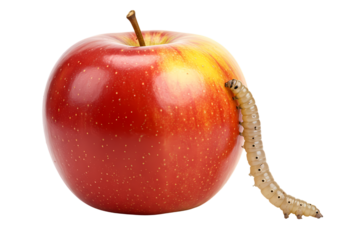 Worm crawling on fresh, vibrant, red apple fruit