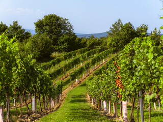 Obraz premium green vineyards landscape 