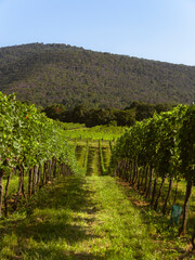Obraz premium green vineyards landscape 