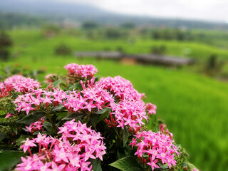 Ashoka flower in close up, with nature blurry background