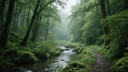 A stream winds through the forest, surrounded by lush trees and mist, showing the tranquility and natural beauty of the forest